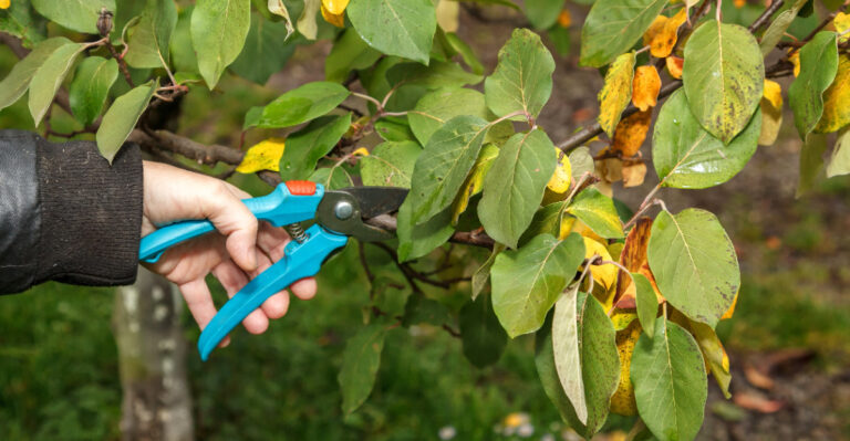 pruning citrus tree (featured image)