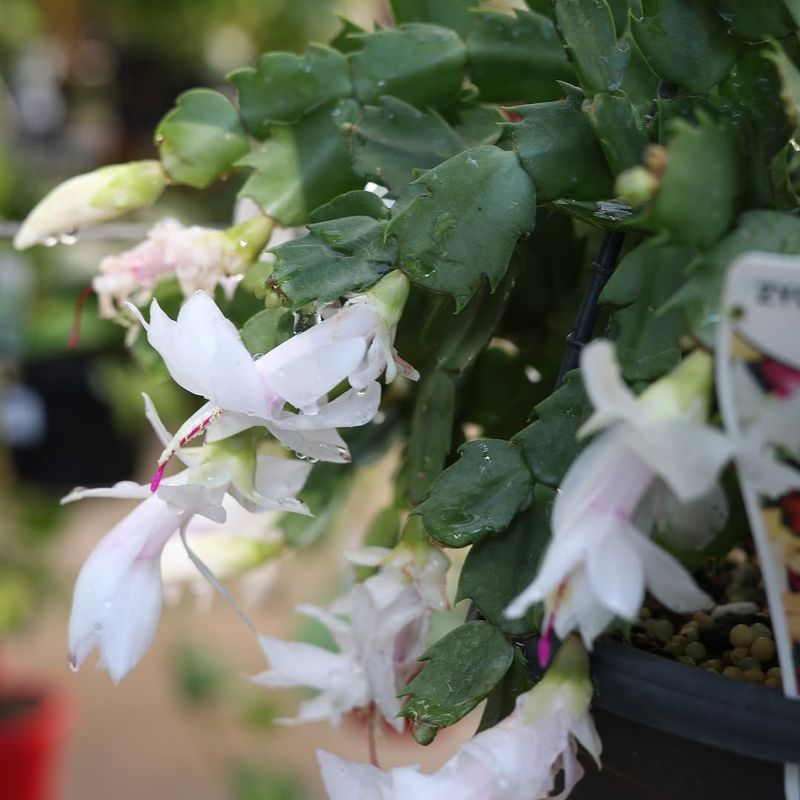 The Summer Watering Mistake That Starts The Damage