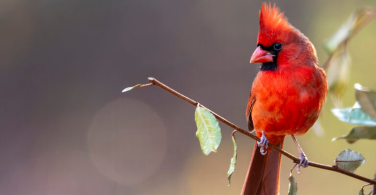 The Surprising Meaning Behind A Cardinal Visiting Your Wisconsin Yard