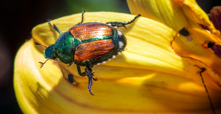 The Telltale Signs Japanese Beetles Have Found Your Virginia Garden And What To Do Right Away