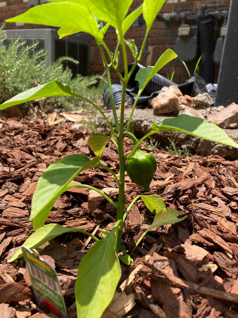 The Temperature Range Virginia Gardeners Need To Know