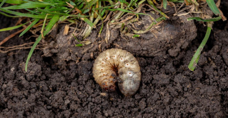 The Tennessee Lawn Problem That Looks Like Drought But Starts Underground