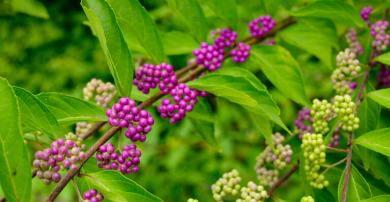 The Tennessee Native With Show-Stopping Berries Whose Leaves Actually Help Keep Ticks Away