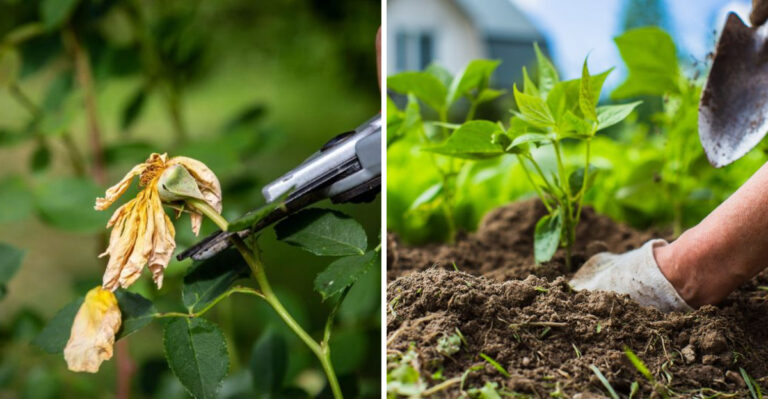 The Texas Garden Habits Most Gardeners Start In June That Ruin Their Fall Season