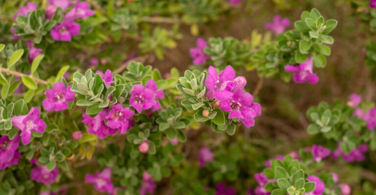 The Texas Garden Plants That Survive On One Watering Day Per Week During Stage 2 Restrictions