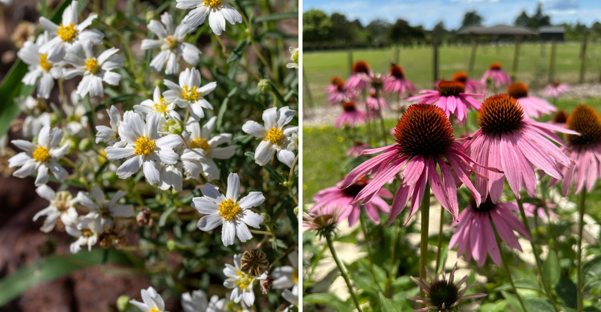 blackfoot daisy and purple coneflower