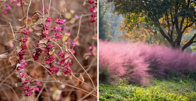 coralberry and gulf muhly
