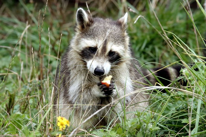 The Three Things Pulling Raccoons Into Yards