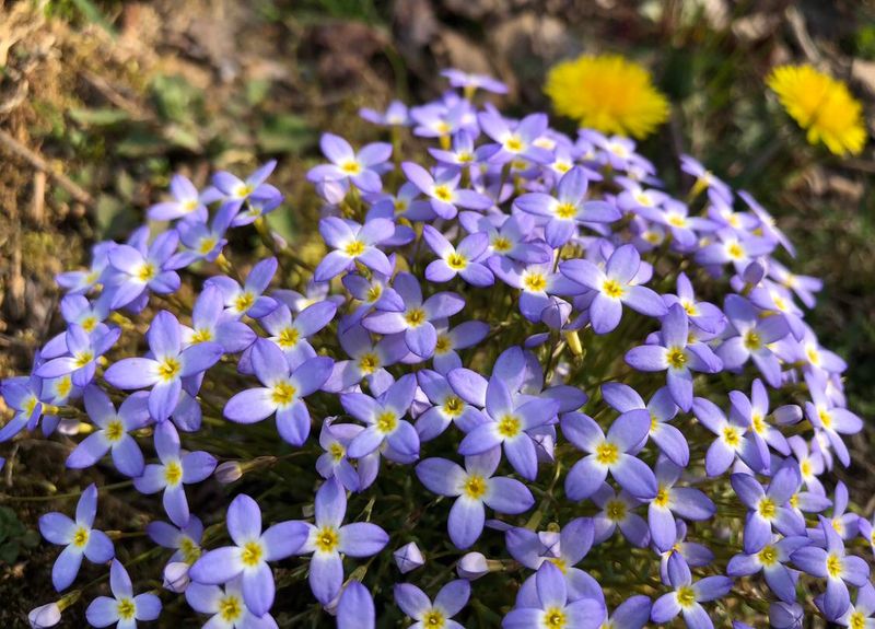 The Tiny Blue Wildflower That Quietly Appears In New Hampshire Lawns