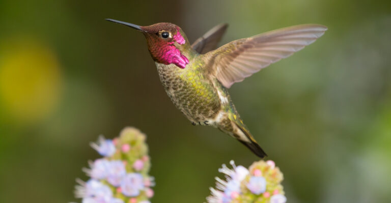 The Tiny Hummingbird That Stays In Oregon All Year And How Your Garden Can Help