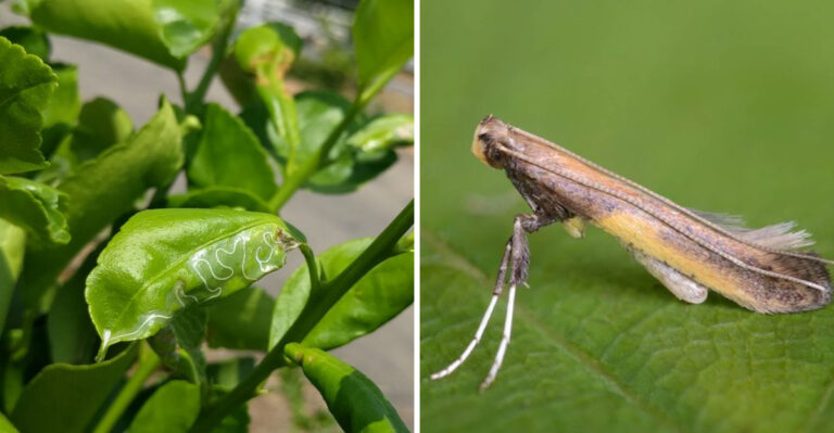 The Tiny Moth Destroying California Citrus Trees That Most Gardeners Miss