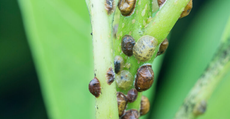 The Tiny Pest Silently Damaging California Fruit Trees This Summer