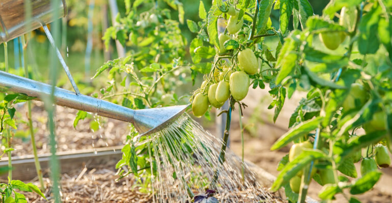 The Tomato Watering Mistakes That Can Ruin A California Harvest