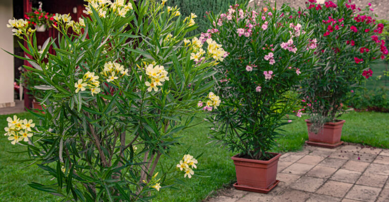 oleander