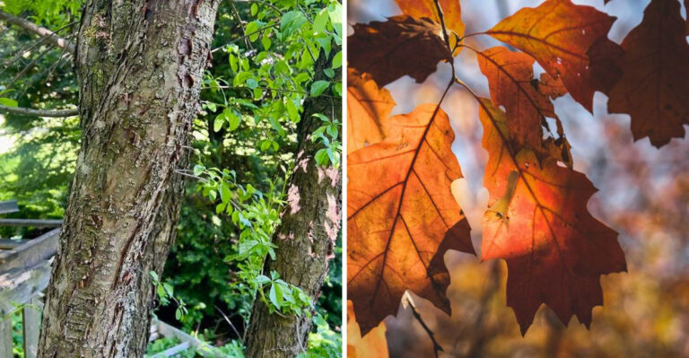 The Tree Disease Michigan Homeowners Should Know Before Pruning Oaks