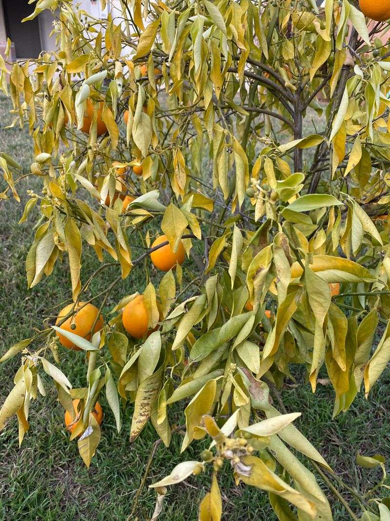 The Tree May Wilt Despite Regular Watering
