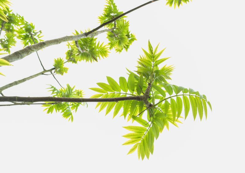 The Tree Of Heaven Is The One To Remove The Tree Of Heaven Is The One To Remove