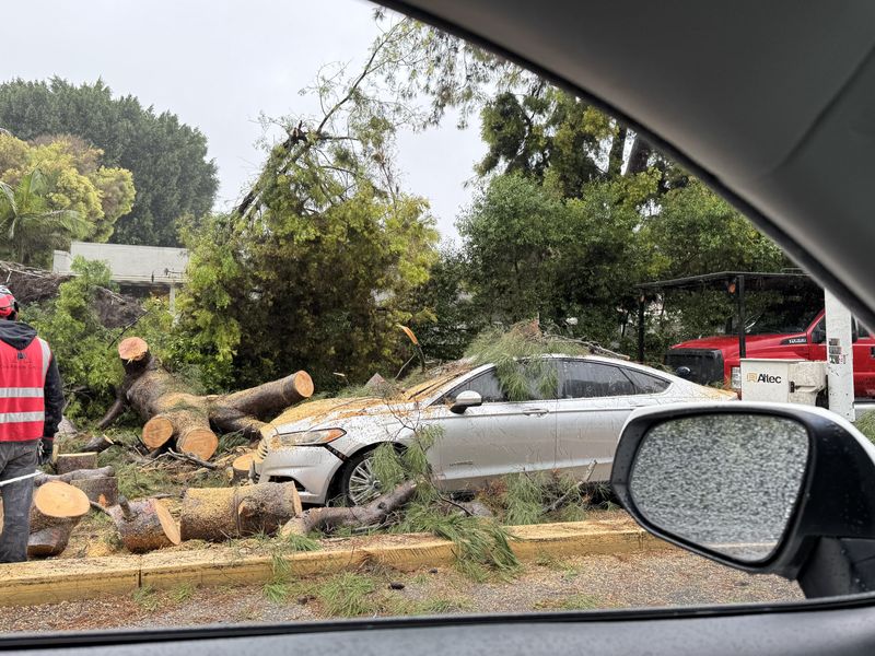 The Tree Owner Is Not Automatically Responsible