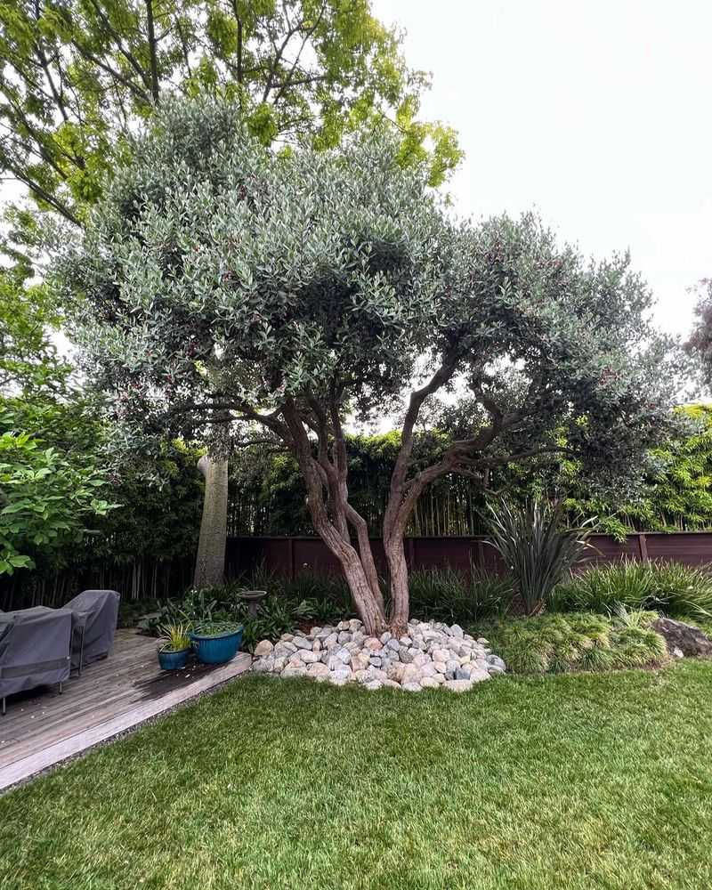 The Tree Stays Manageable In Smaller Yards