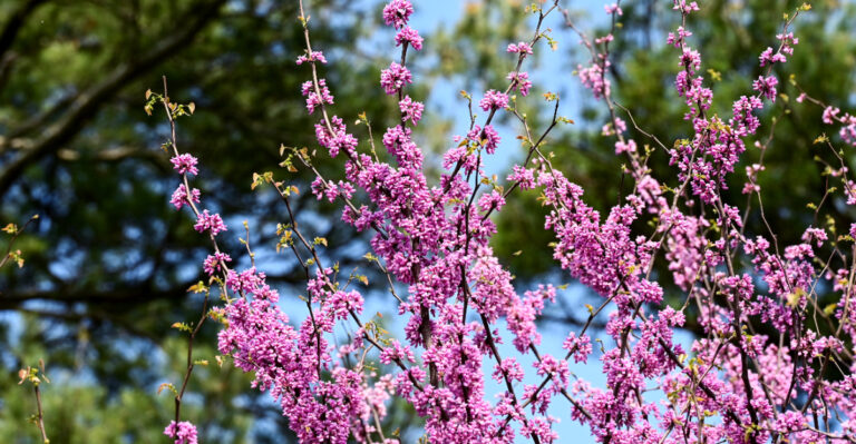 eastern redbud