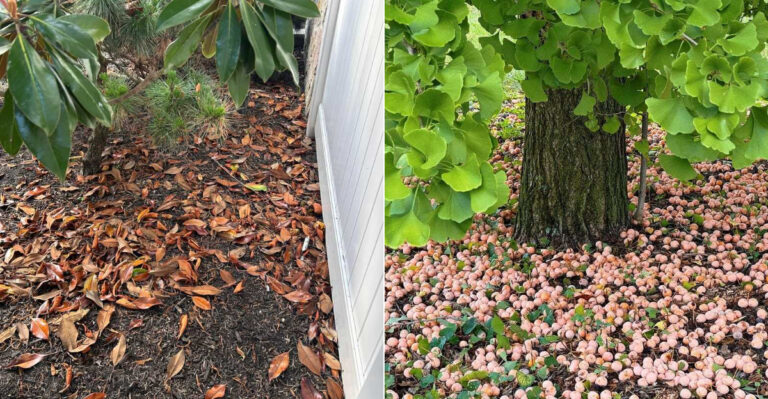 The Trees That Drop More Mess Than California Homeowners Expect
