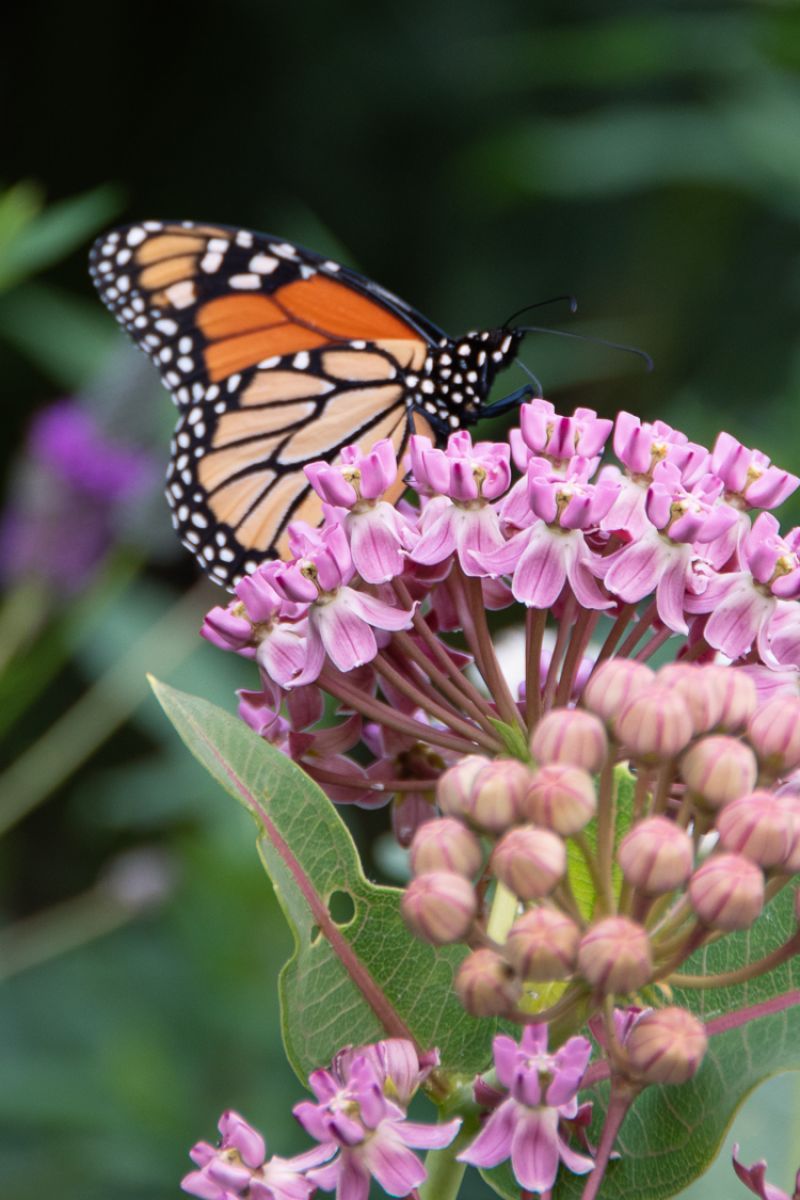The True Native Milkweeds Sell Out Fast The True Native Milkweeds Sell Out Fast