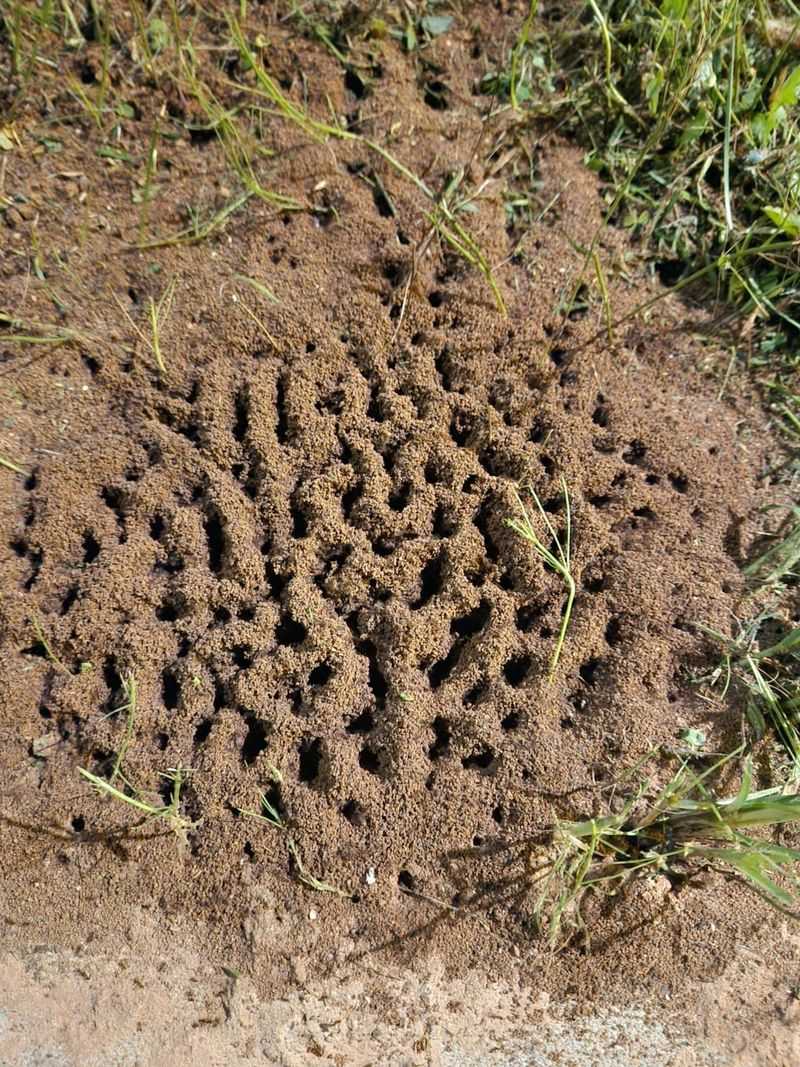 The Truth About Ant Hills In Your Lawn The Truth About Ant Hills In Your Lawn
