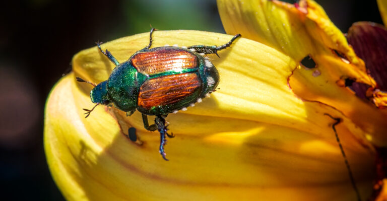 The Truth About Japanese Beetles In Oregon Gardens And Mistakes That Make Them Worse