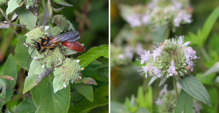 The Underrated Georgia Native That Supports Beneficial Insects All Summer