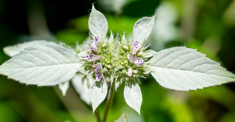 The Underrated Maryland Perennial That Naturally Repels Deer, Ticks, And Rabbits