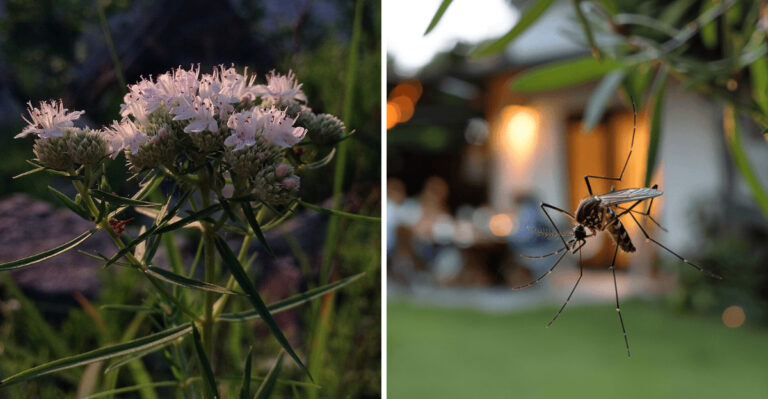 The Underrated Native North Carolina Perennial That May Help Deter Mosquitoes Along Patio Edges