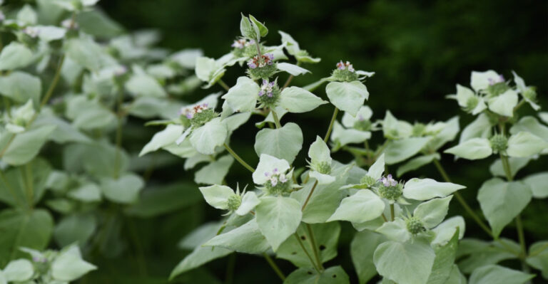 The Underrated Pennsylvania Native Plant That Can Help Make Backyards Less Mosquito-Friendly