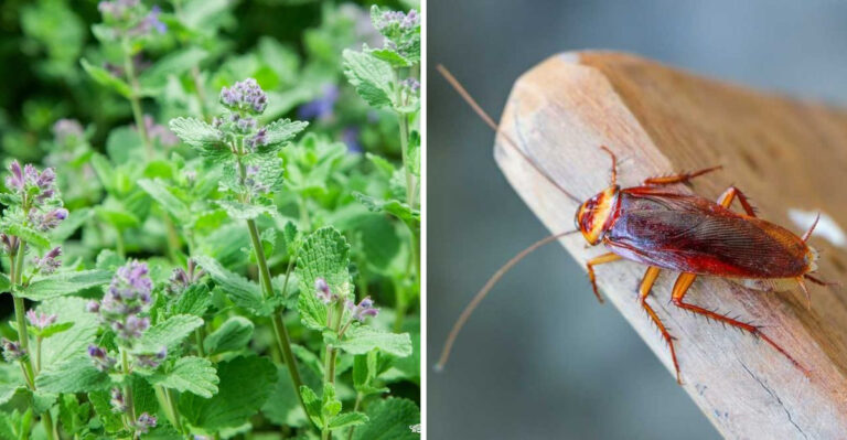 The Underrated Pennsylvania Porch Plant That Makes Rats And Roaches Less Welcome
