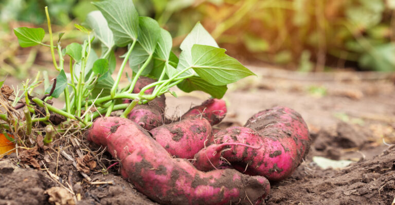 The Vegetable Indiana Gardeners Plant In June For A Full Fall Harvest