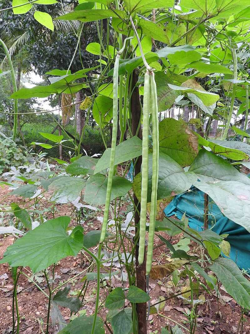 The Vegetable Virginia Gardeners Overlooked For Decades