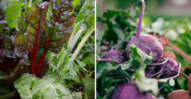 The Vegetables Indiana Gardeners Direct Sow In July For A Stronger Fall Harvest