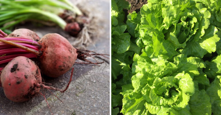 The Vegetables Massachusetts Gardeners Direct Sow In July For A Strong Fall Harvest