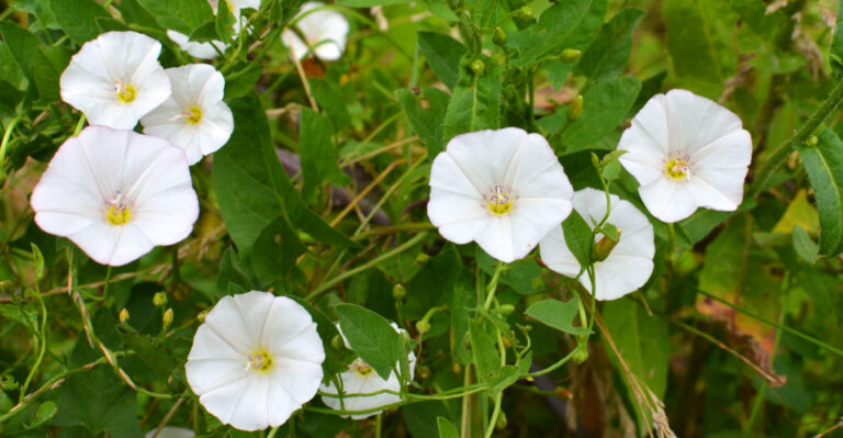The Vine Spreading Through Ohio Backyards This Summer And How To Stop It