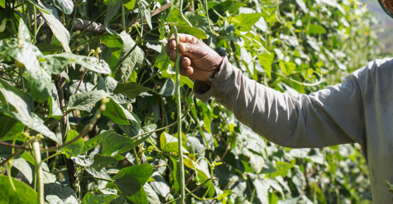 The Virginia Vegetable That Keeps Producing Through July’s Worst Heat