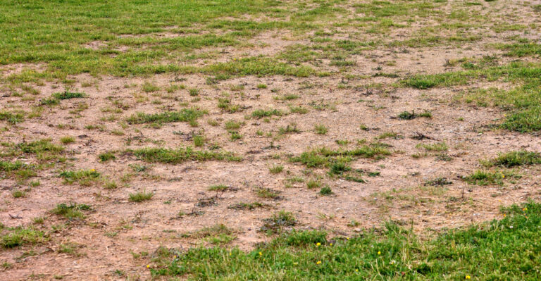 The Virginia Yard Habits That Make Drought Season So Much Harder