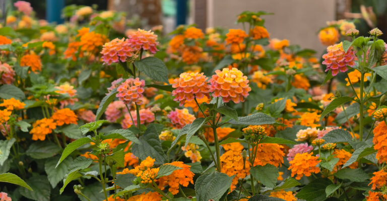 The Watering Habit That Works Against Lantana In Summer