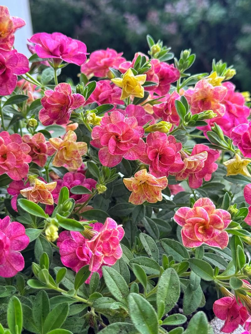 The Watering Method That Keeps Calibrachoa Blooming The Watering Method That Keeps Calibrachoa Blooming