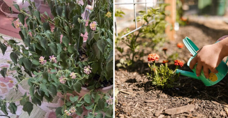 The Watering Mistake Causing Arizona Flower Gardens To Turn Brown In June