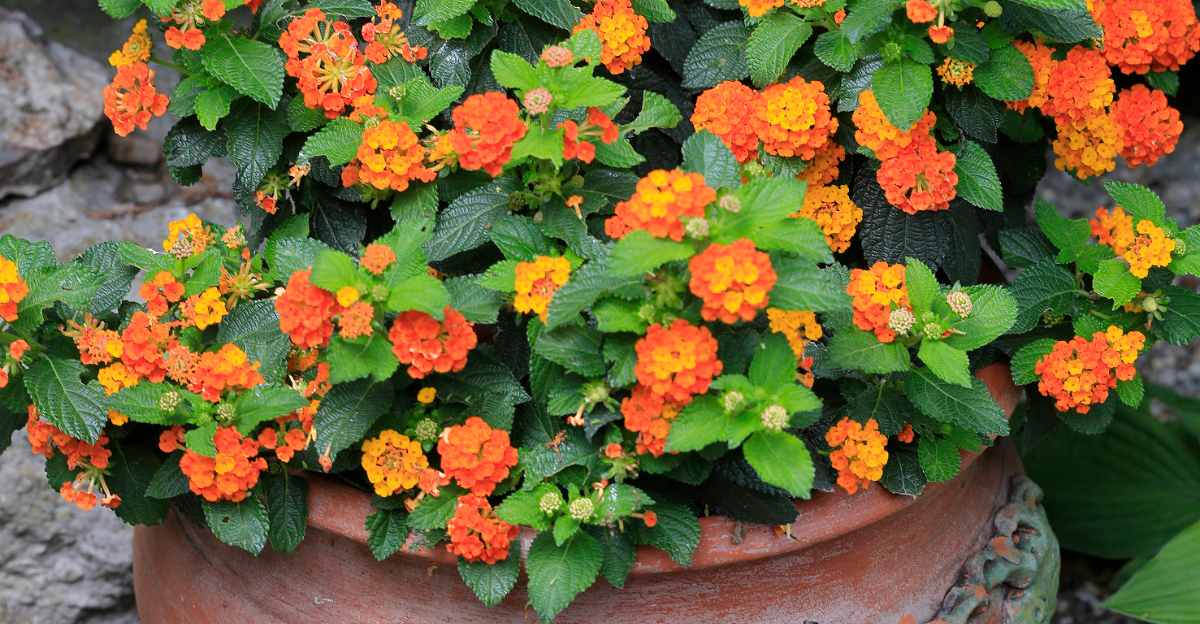 lantana