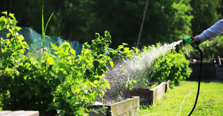 The Watering Mistake That Makes Oregon Plants Weaker Before July