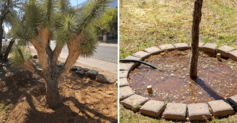 The Watering Mistake That Stresses Arizona Desert Trees In June
