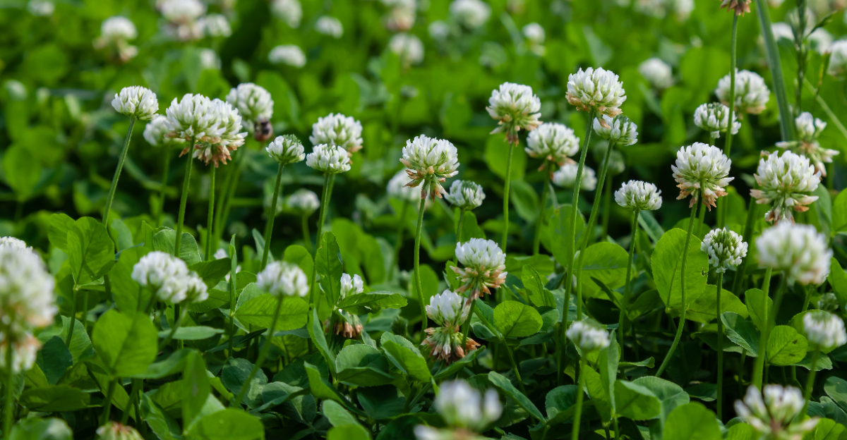 white clover