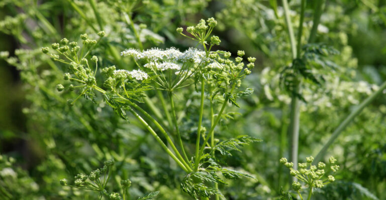 poison hemlock