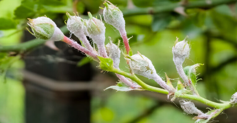 The White Powder On Minnesota Rose Leaves That Most Gardeners Get Wrong
