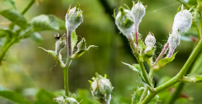 The White Powder On Tennessee Rose Leaves That Most Gardeners Handle Wrong
